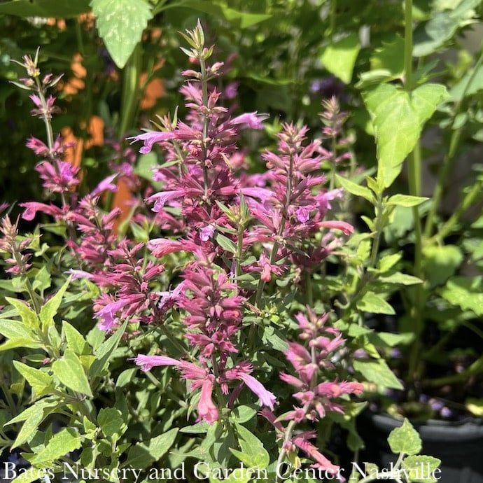 #1 Agastache x PW Rosie Posie/ Hummingbird Mint