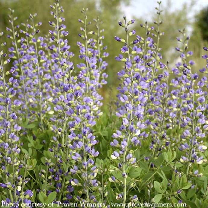 #2 Baptisia x PW Decadence &#39;Blue Bubbly&#39;/ False Indigo