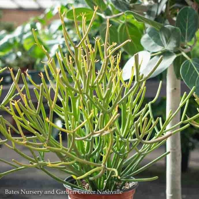 6p! Euphorbia tin Sticks of Fire / Pencil Cactus /Tropical