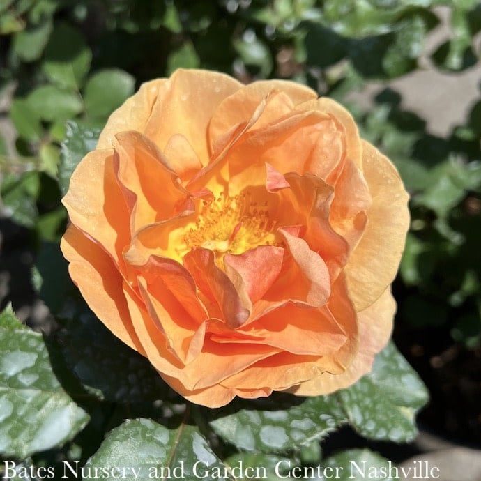 #3 Rosa Downton Abbey &#39;Anna&#39;s Promise&#39;/ Orange Grandiflora Rose - No Warranty