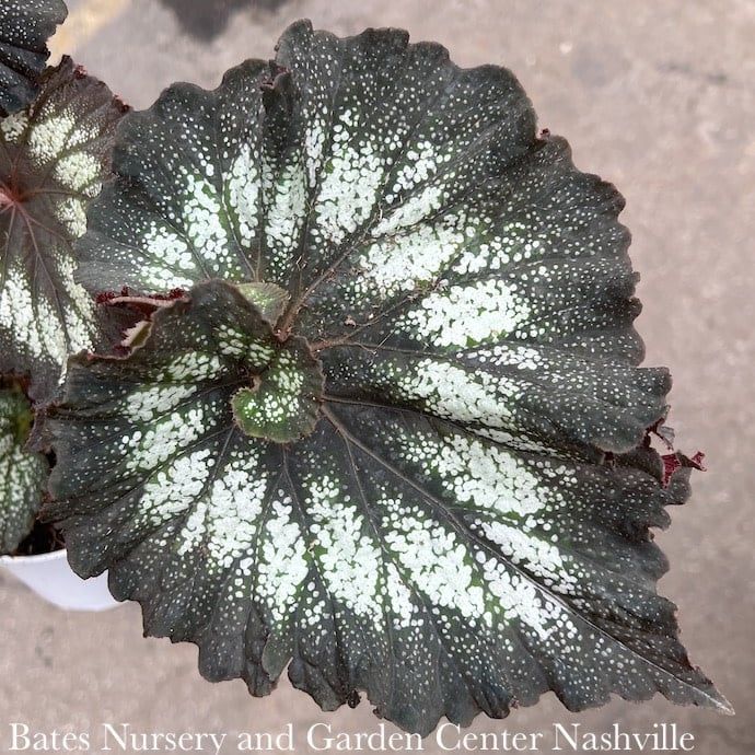 4p! Begonia - Rex Begonia  Premium /Tropical