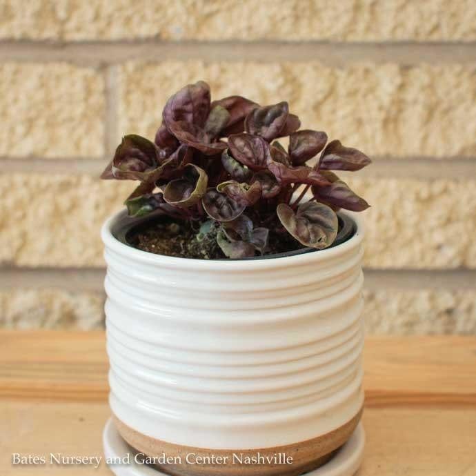 4p! Peperomia Ripple /Tropical