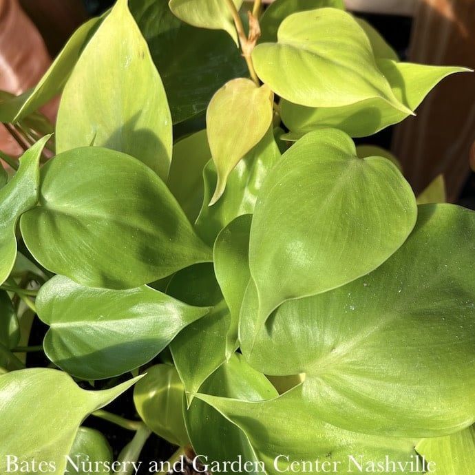5.5p!/6p! Philodendron Lemon Lime /Tropical