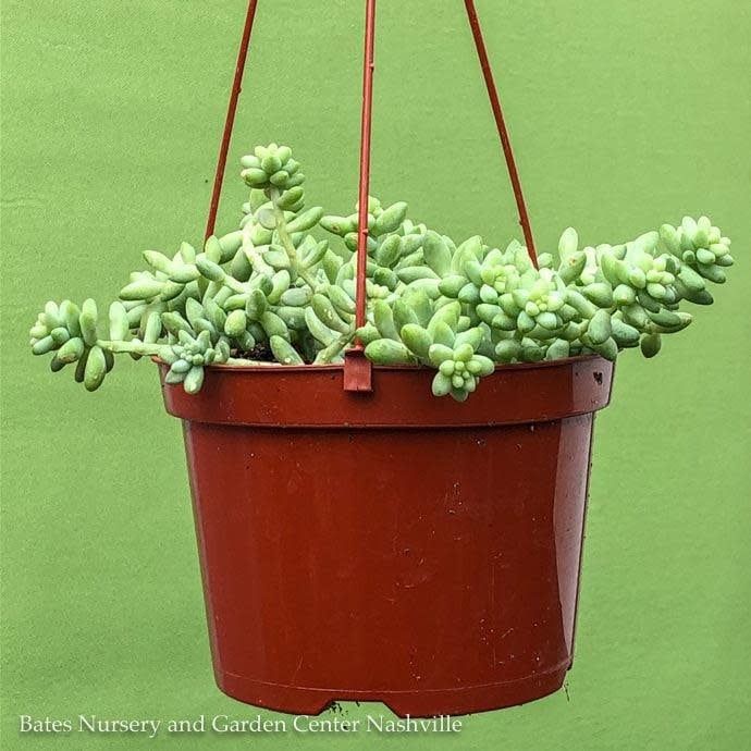 6hb! Hanging Basket Burro&#39;s Tail / Donkey Tail String Succulent /Tropical