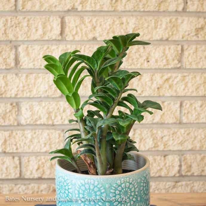 6p! Zamioculcus Zenzi Plant / Curled ZZ Plant /Tropical
