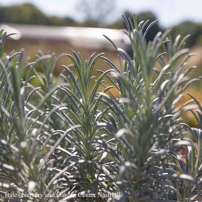 #1 Lavandula x int Phenomenal/ Lavender - No Warranty