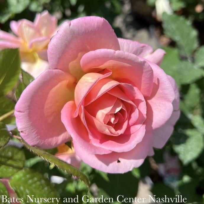 #3 Rosa Tiffany/ Pink Hybrid Tea Rose - No Warranty
