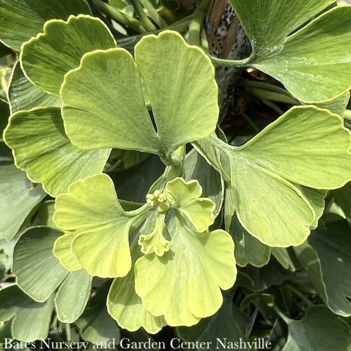 #7 Ginkgo bil Jade Butterfly/ Dwarf Maidenhair Tree (Male)