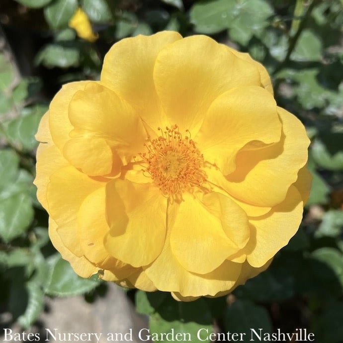 #3 Rosa Good as Gold/ Hybrid Tea Rose - No Warranty