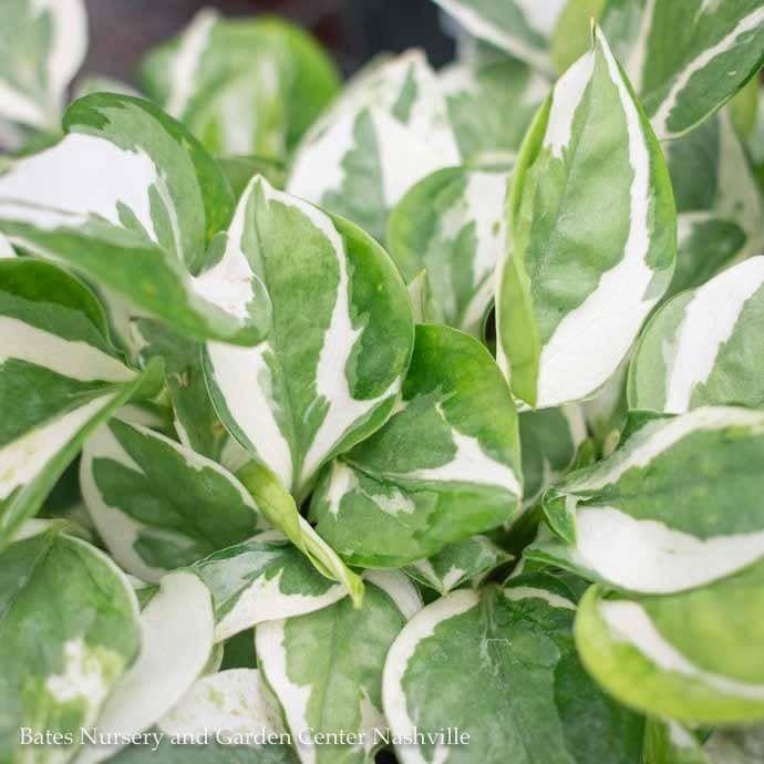 4p! Pothos Pearl &amp; Jade /Devil&#39;s Ivy /Tropical