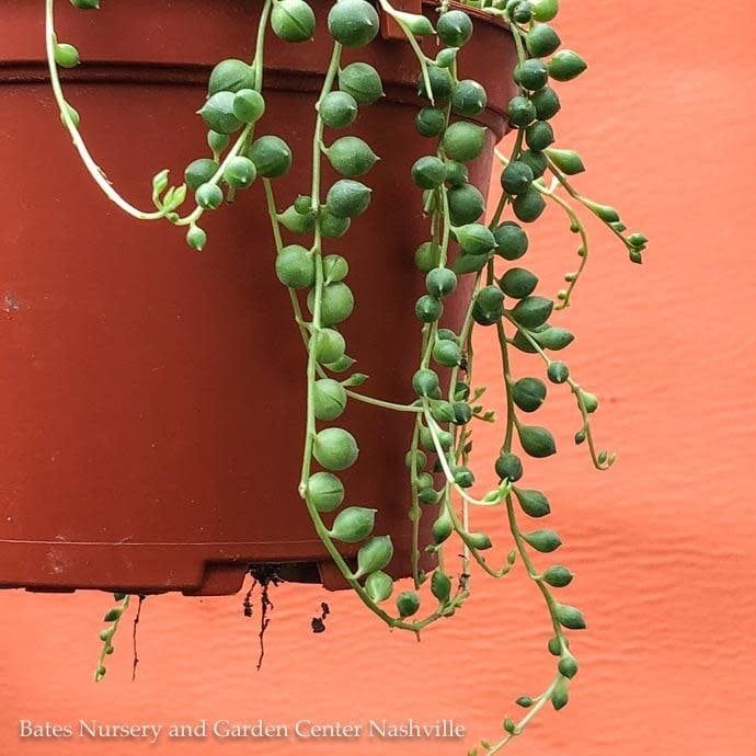 6hb!  String of Pearls Succulent Hanging Basket /Senecio  Row /Tropical
