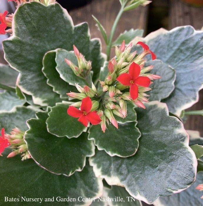 4p! Kalanchoe Kandy Kane /Succulent Tropical