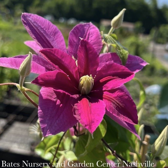 #2 Clematis viticella Boulevard &#39;Acropolis&#39;/ Compact Pink