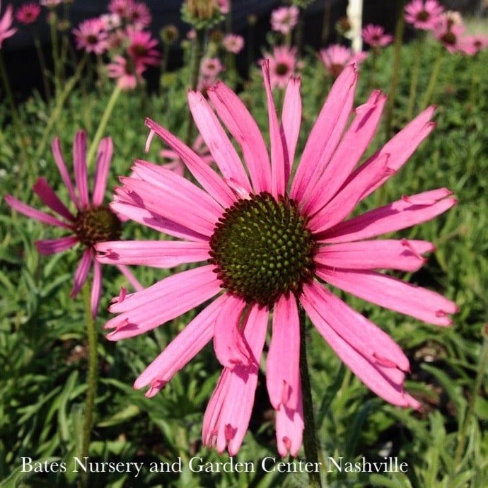 #1 Echinacea tennesseensis/ Tennessee Coneflower Native (TN)