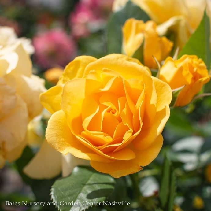 #2 Rosa Julia Child/ Yellow Floribunda Rose - No Warranty
