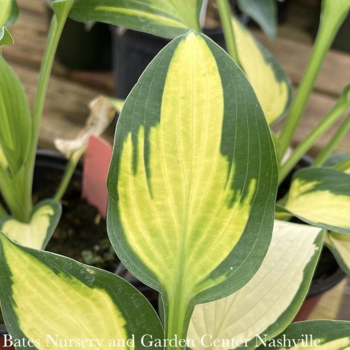 #1 Hosta Paul&#39;s Glory/ Variegated