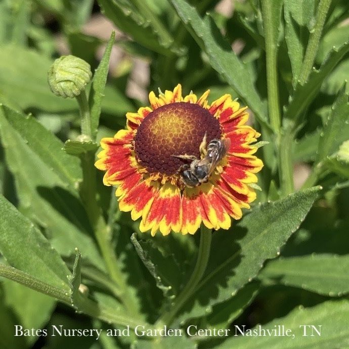 #1 Helenium aut Fuego/ Red w/Yellow Dwarf Sneezeweed Native (TN)