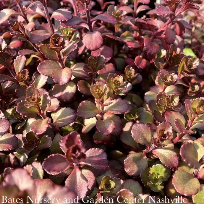 #1 Sedum spurium Bronze Carpet/ Stonecrop