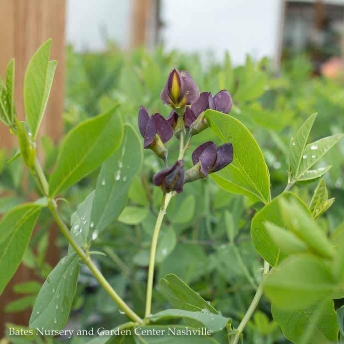 #2 Baptisia x Grape Escape/ Purple False Indigo