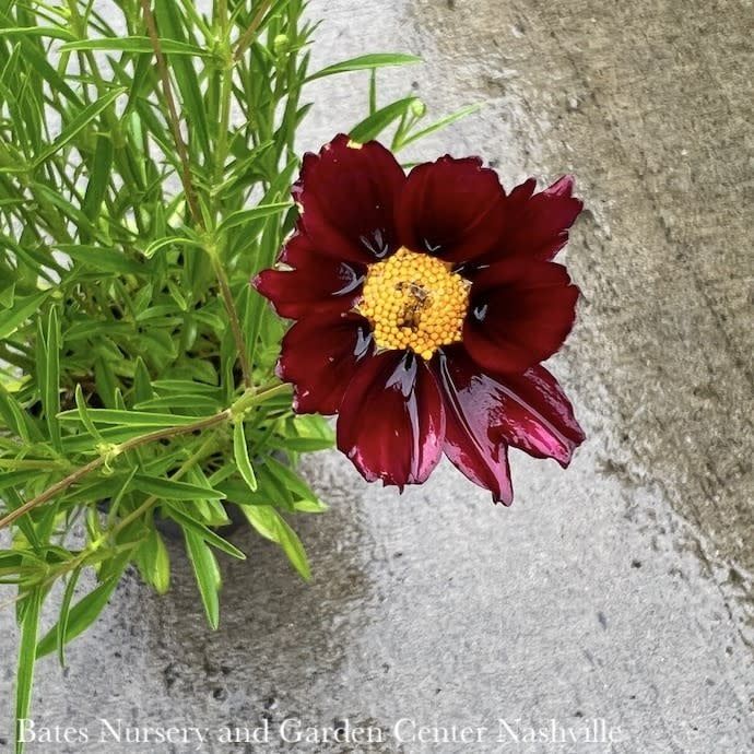 #1 Coreopsis x Big Bang &#39;Mercury Rising&#39;/ Red Tickseed