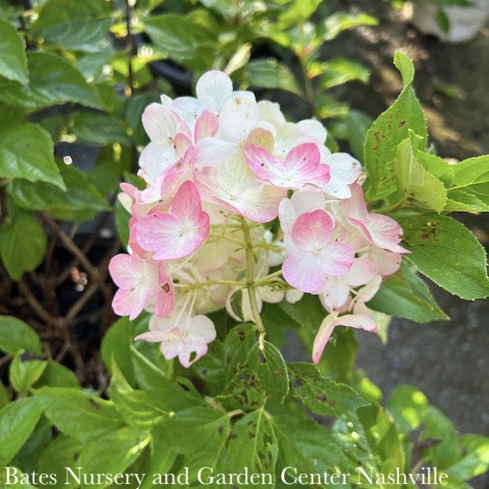 #5 Hydrangea pan Strawberry Shake/ Panicle White to Lt Pink