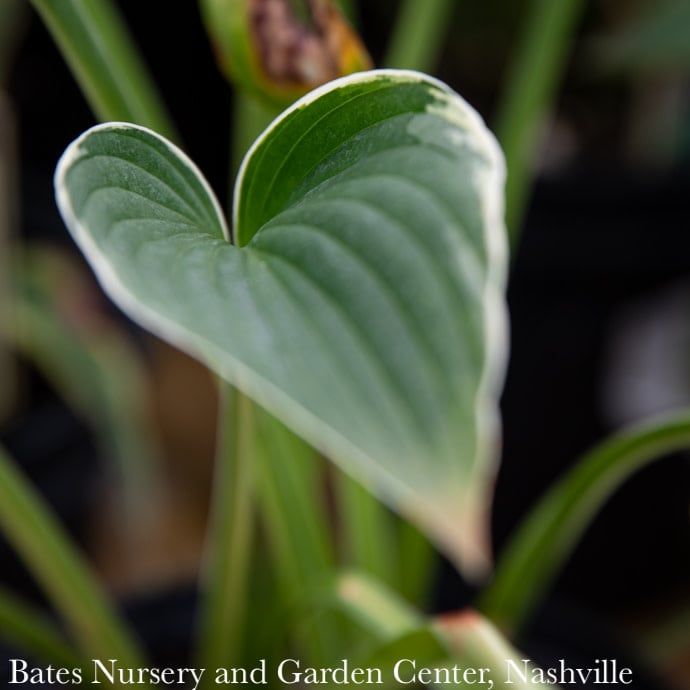 #1 Hosta Frances Williams/ Variegated Blue-Green