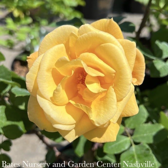 #3 Rosa Strike It Rich/ Gold, Red Grandiflora Rose - No Warranty
