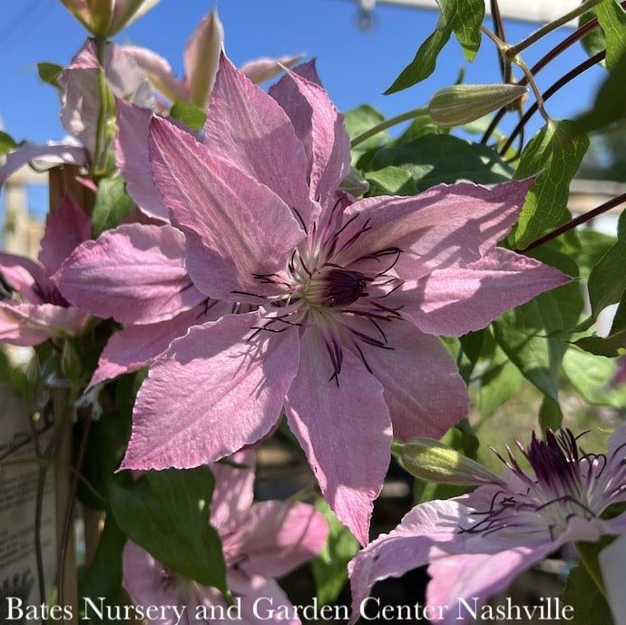 #1 Clematis Boulevard &#39;Sarah Elizabeth&#39;/ Compact Pink