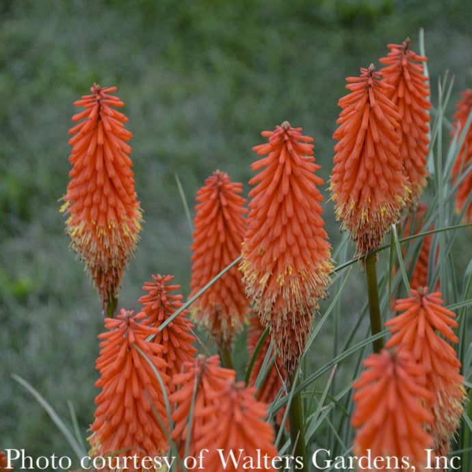 #1 Kniphofia x Joker&#39;s Wild/ Red Hot Poker