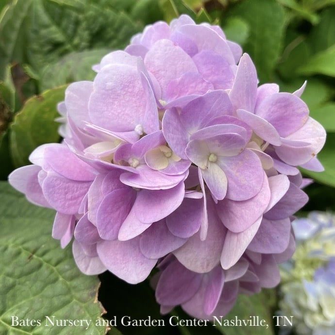 #3 Hydrangea mac Dear Dolores/ Bigleaf/ Mophead Rebloom Blue to Pink