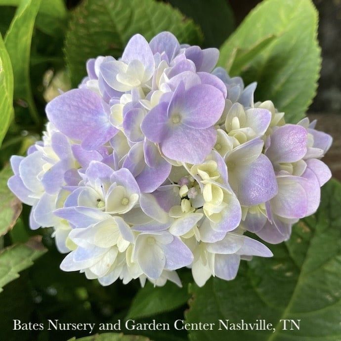 #3 Hydrangea mac Dear Dolores/ Bigleaf/ Mophead Rebloom Blue to Pink