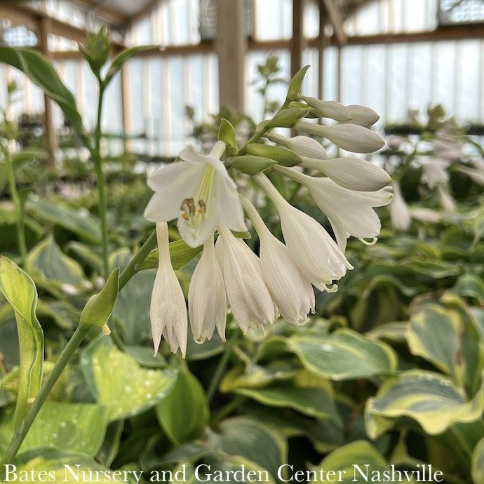 #1 Hosta Brother Stefan/ Green w/ Gold Center