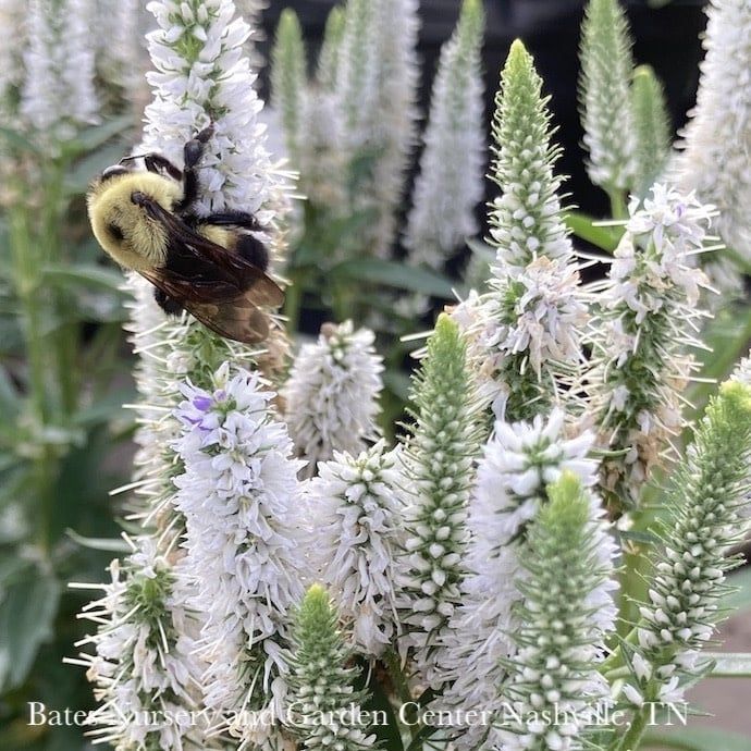 #1 Veronica spicata Snow Candles/ White Compact Speedwell