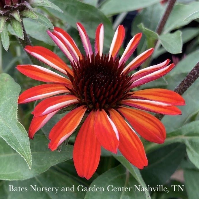#1 Echinacea x PW Sombrero &#39;Sangrita&#39;/ Red Coneflower