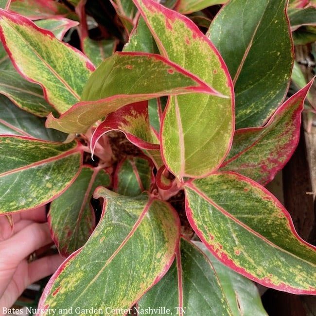 6p! Aglaonema Pink or Red Siam /Chinese Evergreen /Tropical