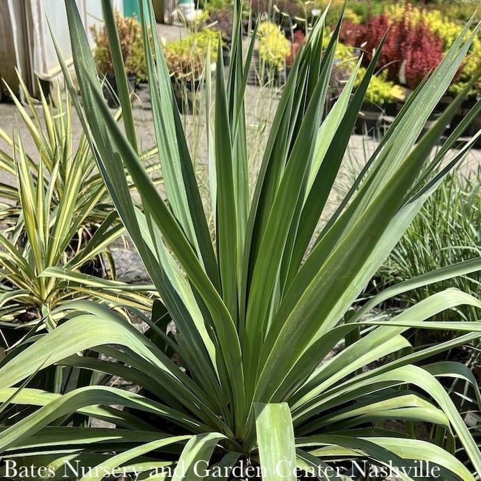 #1 Yucca recurvifolia Pendula/ Soft Leaf Native (R)
