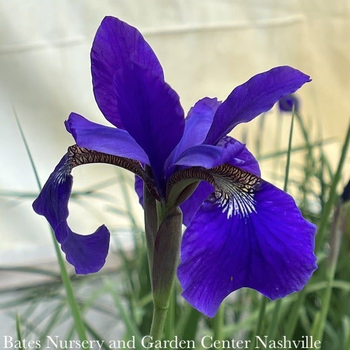 #1 Iris sibirica Caesar&#39;s Brother/ Siberian
