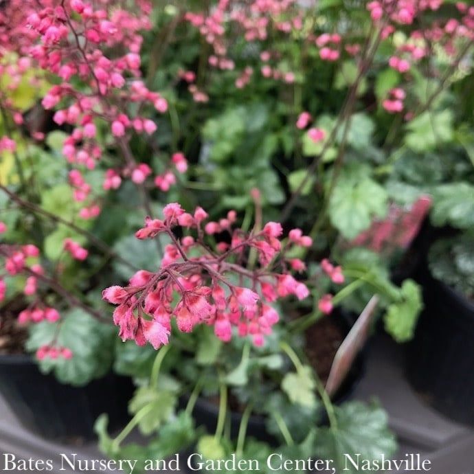 #1 Heuchera x Paris/ Coral Bells