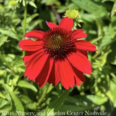 1 Echinacea x Sombrero 'Salsa Red'/ Coneflower