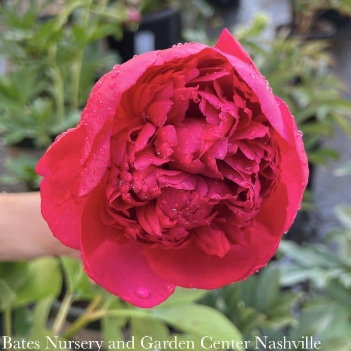 #2 Paeonia x Many Happy Returns/ Double Red Peony