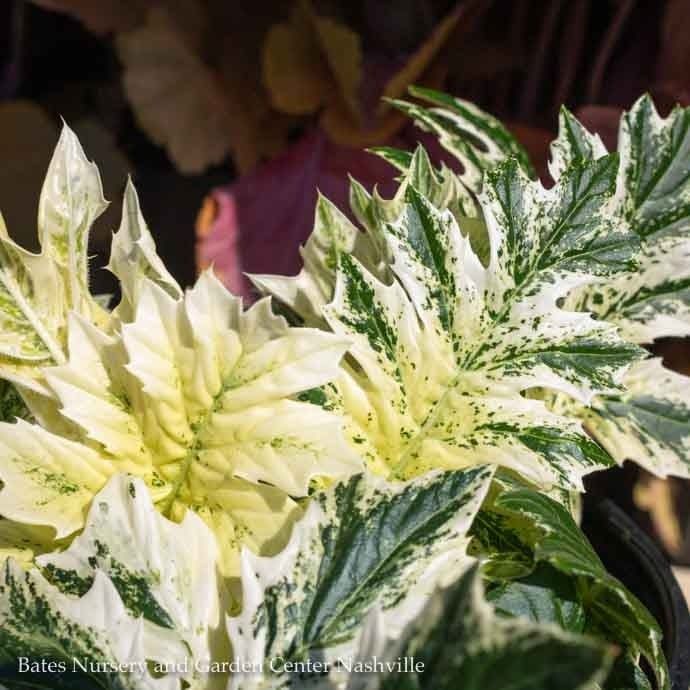 #1 Acanthus mollis Whitewater/ Variegated Bear&#39;s Breeches