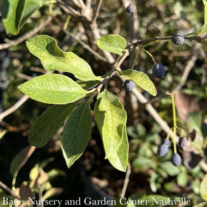 #15 SINGLE Chionanthus retusus/ Chinese Fringetree