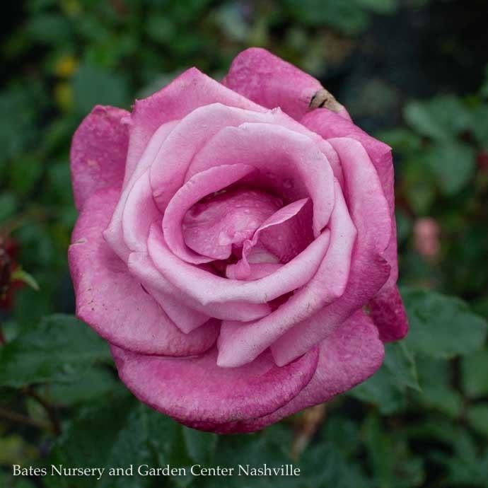 #3 Rosa Fragrant Plum/ Lavender Grandiflora Rose - No Warranty