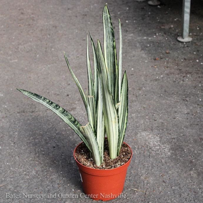 6p! Sansevieria Bantel&#39;s Sensation /Snake Plant /Mother-in-Law Tongue /Tropical