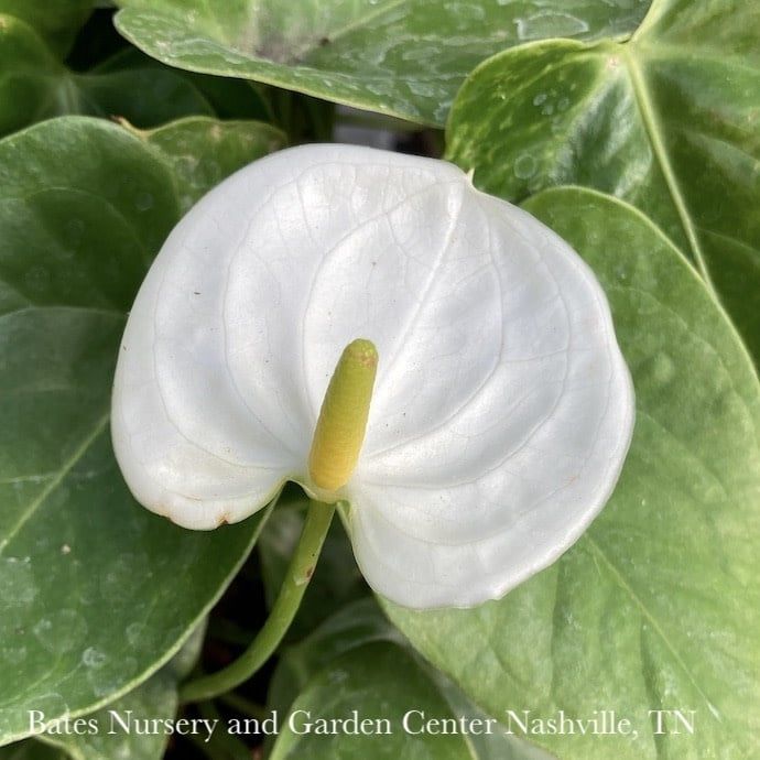 6p! Anthurium Assorted /Tropical