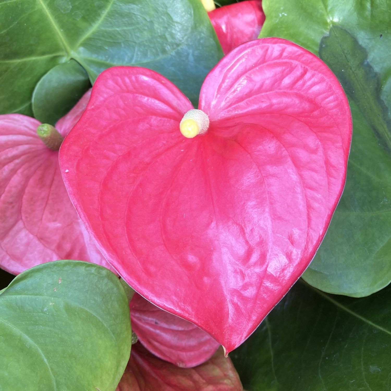 6p! Anthurium Assorted /Tropical
