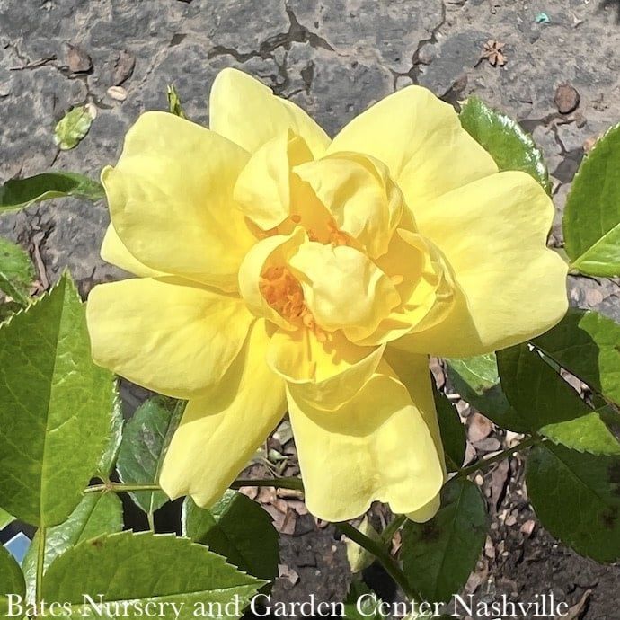 #2 Rosa Flower Carpet &#39;Yellow&#39;/ Groundcover Rose - No Warranty