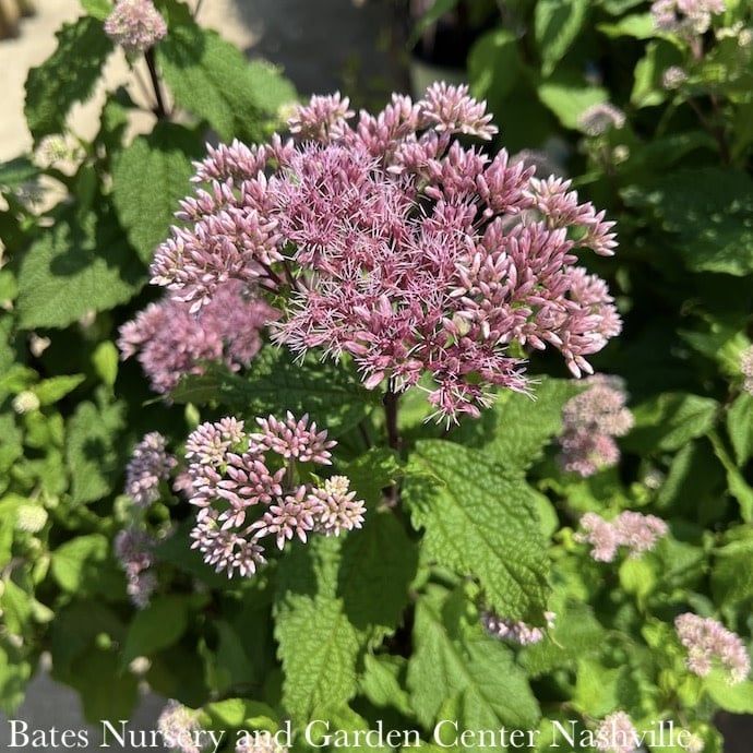 #1 Eutrochium (Eupatorium) dubium Little Joe/ Joe Pye Weed Native (R)