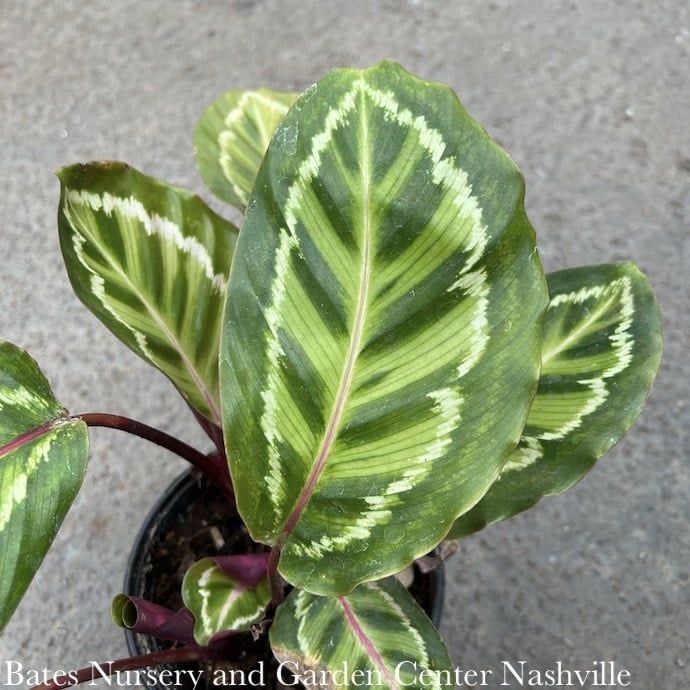 6p! Calathea Roseopicta /Tropical