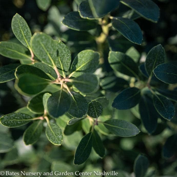 #2 Ilex glabra Nordic/ Inkberry Holly (female) Native (R)